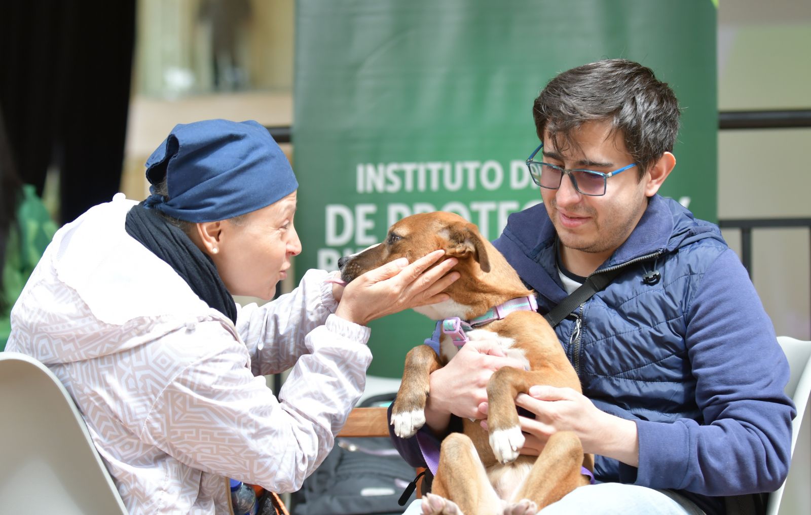 perros y gatos junto a personas durante actividades de atención y bienestar animal, incluyendo valoración veterinaria, adopción y cuidado responsable.